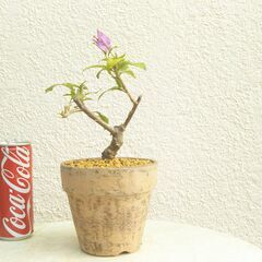 盆栽素材ブーゲンビリアの画像