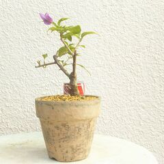 盆栽素材ブーゲンビリアの画像