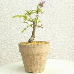 盆栽素材ブーゲンビリアの画像