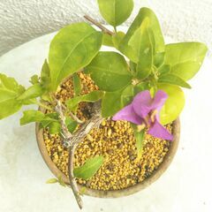 盆栽素材ブーゲンビリアの画像