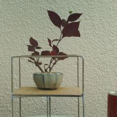 ミニ盆栽と飾り棚の画像