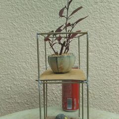 ミニ盆栽と飾り棚の画像