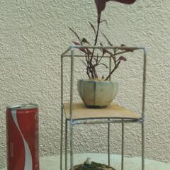 ミニ盆栽と飾り棚の画像