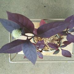 ミニ盆栽と飾り棚の画像