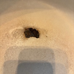 ル・クルーゼ  レギュミエ
の画像