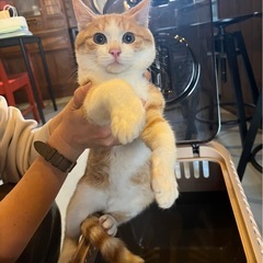 生後5〜6ヶ月の茶白くん(鼻周り白)