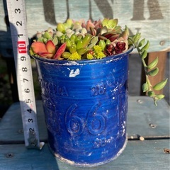 多肉植物★ミニ寄せ植え★の画像