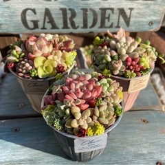 多肉植物★ミニ寄せ植え３点セット★の画像