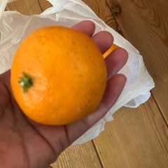 ⭕️最終‼️愛媛みかん10個🍊12/12までに来れるかた限定の画像