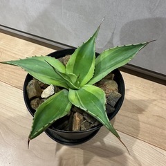 オバティフォリア　キラーの画像