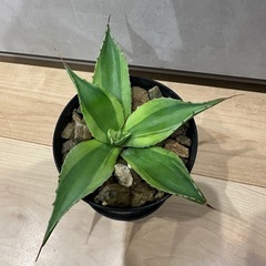 オバティフォリア　キラーの画像