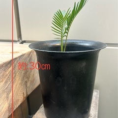 植木　植木鉢　ソテツの画像