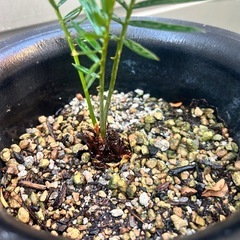 植木　植木鉢　ソテツの画像