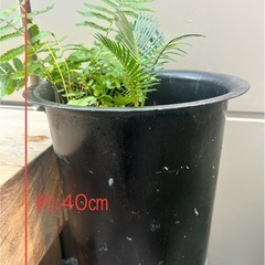 植木　植木鉢　ソテツの画像