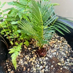 植木　植木鉢　ソテツの画像