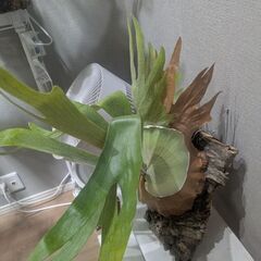 ビカクシダハナビの画像