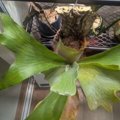 ビカクシダヒリー※詳細不明の画像