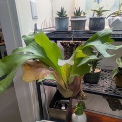 ビカクシダヒリー※詳細不明の画像