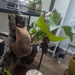 ビカクシダ雷神の画像