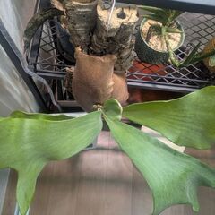 ビカクシダ雷神の画像