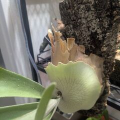 ビカクシダキングフィッシャーの画像