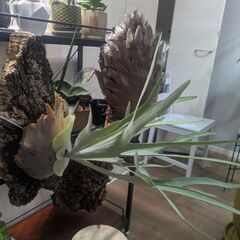 ビカクシダキングフィッシャーの画像