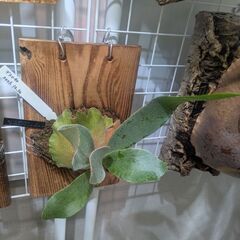 ビカクシダの画像