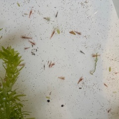 残り1枠のみ🉐規格外🉐レッドチェリーシュリンプ　小ぶりの画像