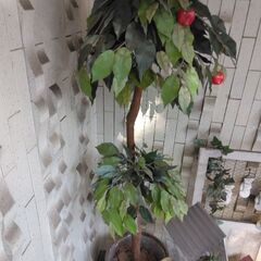 フェイク木、カジュマル？の画像