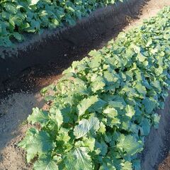 新鮮カブおゆずりしますの画像