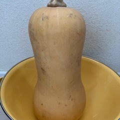 バターナッツかぼちゃ約1.4kgの画像