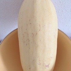 そうめんかぼちゃ 約1.5kgの画像