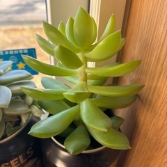 多肉植物　四缶まとめて
の画像