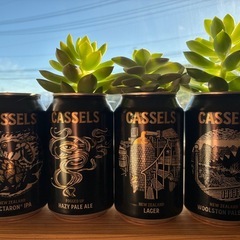 多肉植物　四缶まとめて
の画像