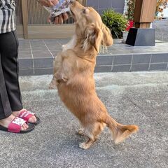 あと2日掲載🦌鹿肉🦌　犬用ジャーキー　10円/1gの画像