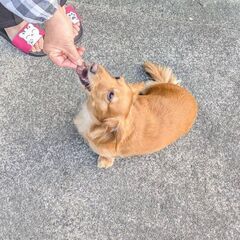 あと2日掲載🦌鹿肉🦌　犬用ジャーキー　10円/1gの画像