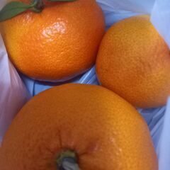 12月9日収穫、みかん×35個★2品種ミックス★当たり外れアリの画像