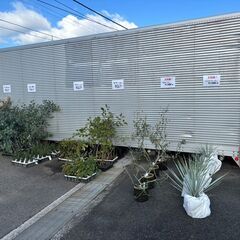 大特価！苗木を販売いたします！※お越しいただける方限定の画像