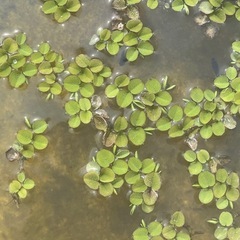 オオミジンコ　500mlの画像