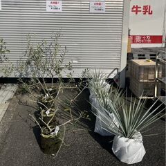大特価！苗木を販売いたします！※お越しいただける方限定の画像