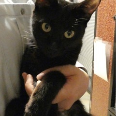 優しい黒猫メス　里親募集