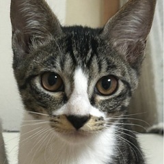 瞳が美しい美人さん「きぃちゃん」4ヶ月メス