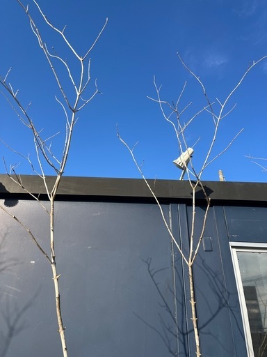 ショップ 天然樹形 アオダモ - 白斑点模様の美しい2本立ち