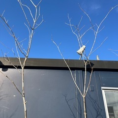 天然樹形 アオダモ - 白斑点模様の美しい2本立ちの画像