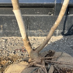 天然樹形 アオダモ - 白斑点模様の美しい2本立ちの画像