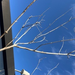 天然樹形 アオダモ - 白斑点模様の美しい2本立ちの画像