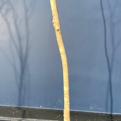 天然樹形 アオダモ-白斑点模様の美しい一本立ちの画像