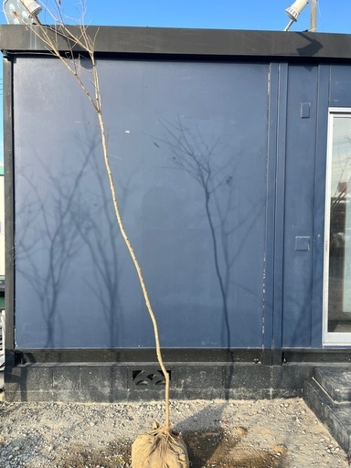 天然樹形 アオダモ-白斑点模様の美しい一本立ち