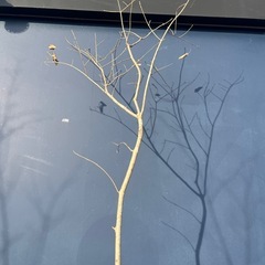 天然樹形 アオダモ-白斑点模様の美しい一本立ちの画像