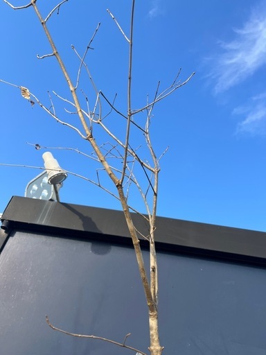 天然樹形 アオダモ-白斑点模様の美しい一本立ち